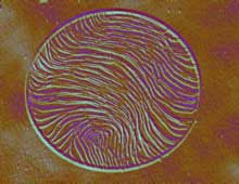 Loupe fingerprint