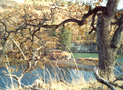 Klickitat River with inlet and oak trees