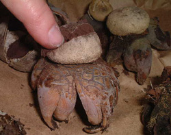 Earthstar fungus