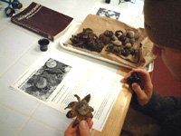 Researching earthstar fungi in Private Eye lab with jeweler's loupes