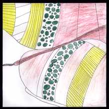The Private Eye Student Art Designer Insect