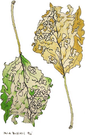Fern Glade
