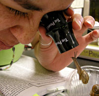 STEM snail